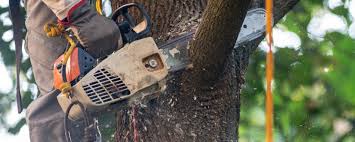 Best Lawn Pest Prevention  in Hardinsburg, KY