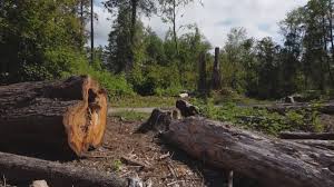 Best Seasonal Cleanup (Spring/Fall)  in Hardinsburg, KY