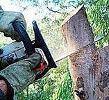 Best Tree Health Inspection  in Hardinsburg, KY