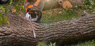 Best Tree Disease Treatment  in Hardinsburg, KY