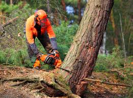 Best Organic Lawn Care Solutions  in Hardinsburg, KY