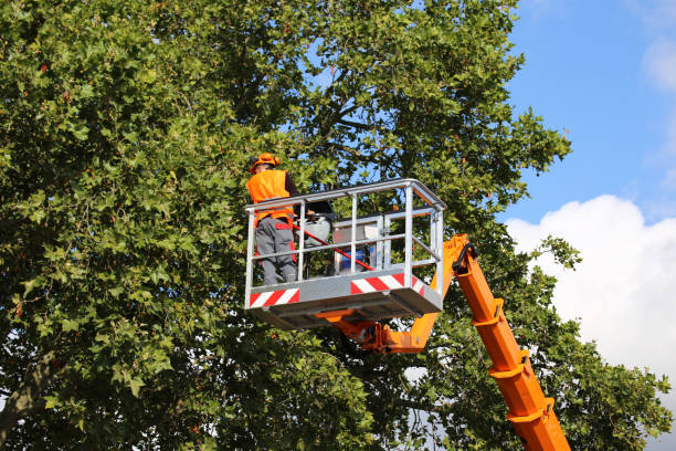 Best Root Management and Removal  in Hardinsburg, KY