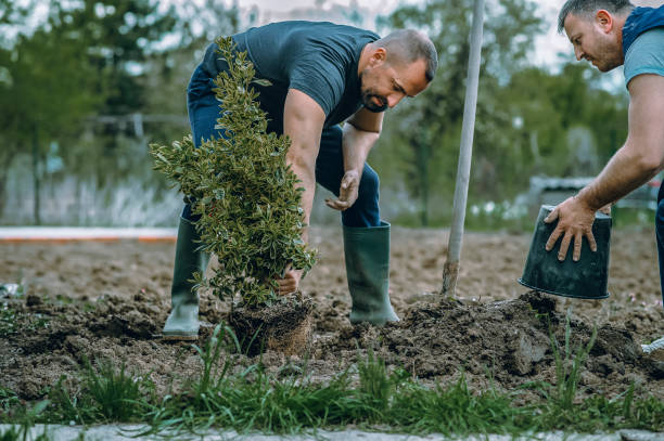 Professional Tree Services in Hardinsburg, KY