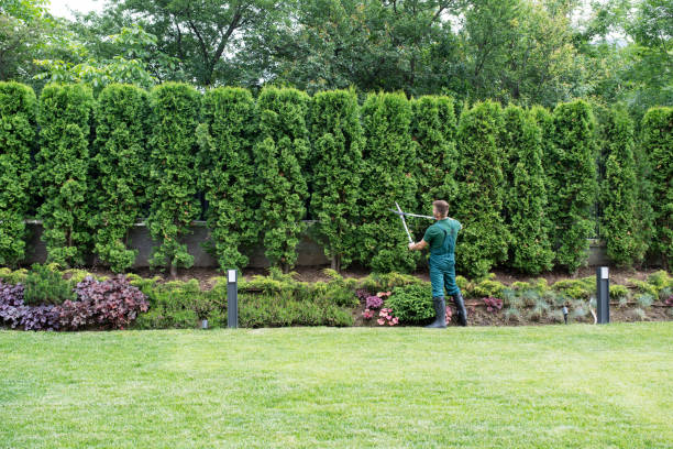 Best Hedge Trimming  in Hardinsburg, KY