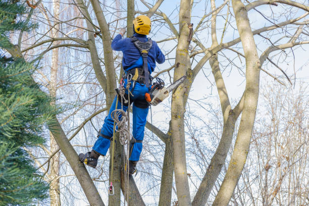 Best Tree Removal  in Hardinsburg, KY