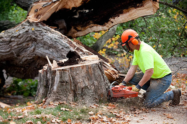 Best Tree Trimming and Pruning  in Hardinsburg, KY