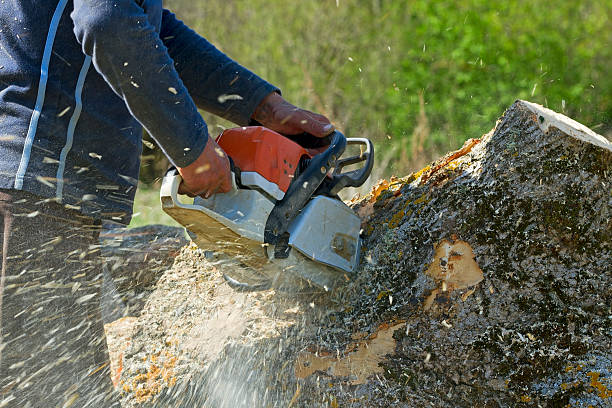 Best Leaf Removal  in Hardinsburg, KY